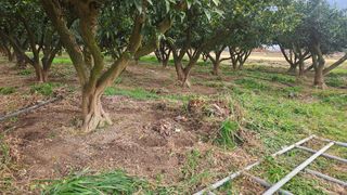 옥재벌님의 기타작물 · 영농일지 작성글 사진