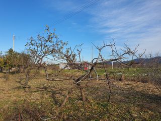 경포일출님의 기타작물 · 영농일지 작성글 사진
