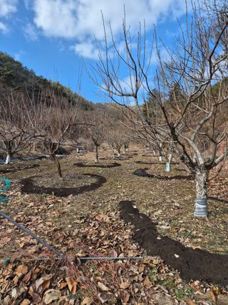 낙엽교목류21691님의 기타작물 · 영농일지 작성글 사진