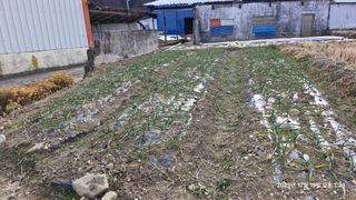 이현목님의 벼 · 영농일지 작성글 사진