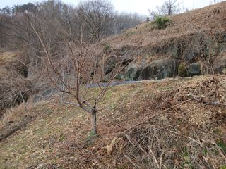 한골머스마님의 기타작물 · 영농일지 작성글 사진