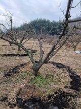 매실향기차향기님의 작성글 사진