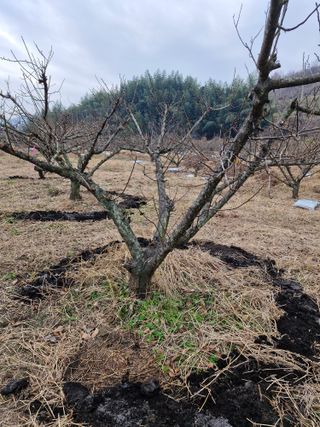매실향기차향기님의 매실 · 영농일지 작성글 사진