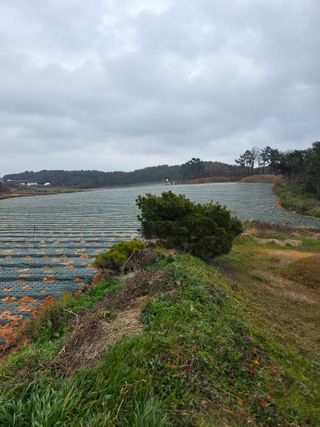 정기호님의 양파 · 영농일지 작성글 사진