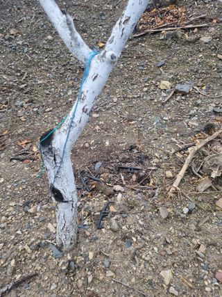 김용대님의 사과 · 영농일지 작성글 사진