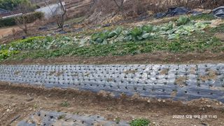 이현목님의 벼 · 영농일지 작성글 사진