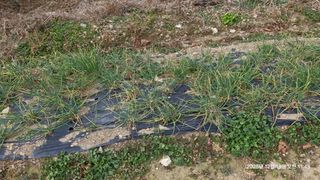 이현목님의 벼 · 영농일지 작성글 사진