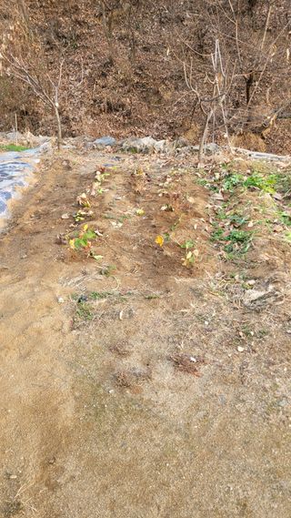 화양초보님의 기타작물 · 영농일지 작성글 사진