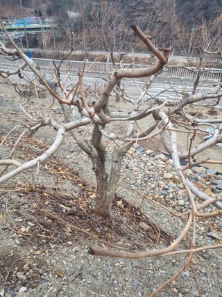 김용대님의 사과 · 영농일지 작성글 사진