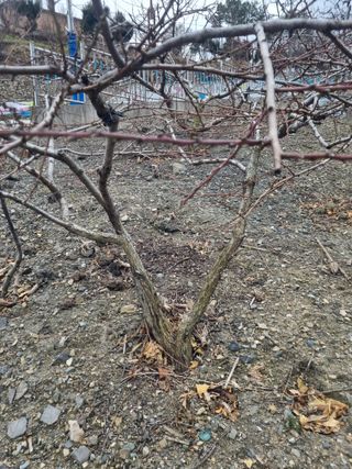 김용대님의 사과 · 영농일지 작성글 사진