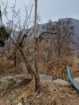 팜모닝 기타작물·영농일지 게시글 이미지