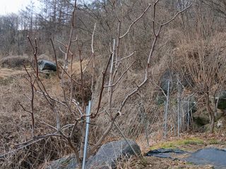 한골머스마님의 기타작물 · 영농일지 작성글 사진