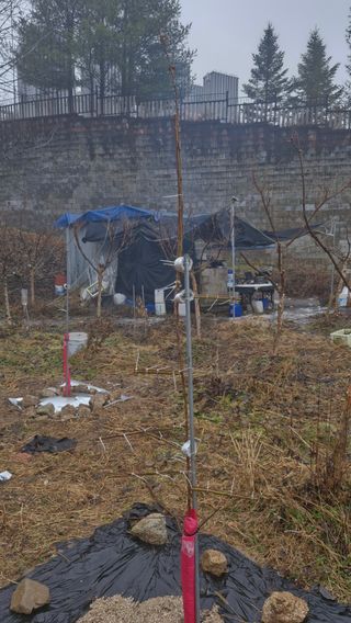 산수유재배님의 사과 · 영농일지 작성글 사진