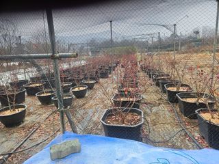 장문업 님의 블루베리 · 영농일지 작성글 사진