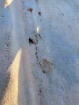 팜모닝 마늘·영농일지 게시글 이미지