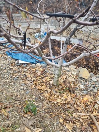 김용대님의 사과 · 영농일지 작성글 사진