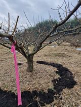 매실향기차향기님의 작성글 사진