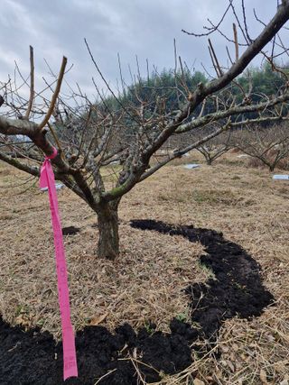 매실향기차향기님의 매실 · 영농일지 작성글 사진
