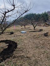 팜모닝 매실·영농일지 게시글 이미지