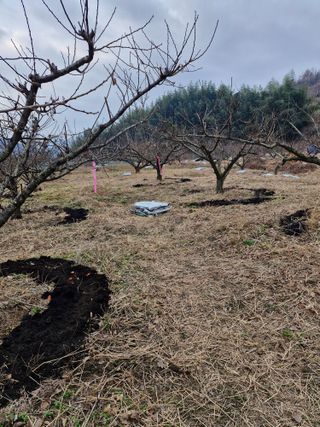 매실향기차향기님의 작성글 사진