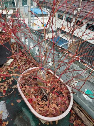 무형교회목사 안영진님의 블루베리 · 영농일지 작성글 사진