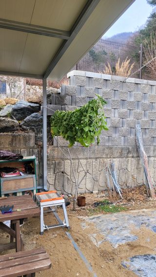 화양초보님의 기타작물 · 영농일지 작성글 사진