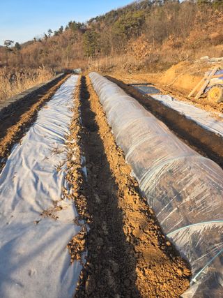 초평매박골(최안규)님의 마늘 · 영농일지 작성글 사진