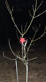 팜모닝 기타작물·영농일지 게시글 이미지