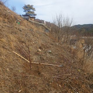 가로수님의 기타작물 · 영농일지 작성글 사진