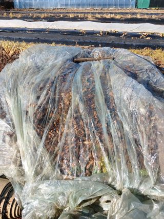 땅콩맘님의 기타작물 · 영농일지 작성글 사진