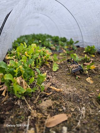 소병찬님의 배추 · 영농일지 작성글 사진