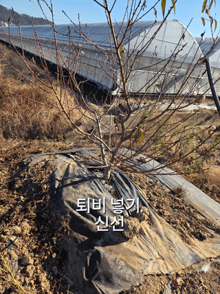 정영석님의 기타작물 · 영농일지 작성글 사진