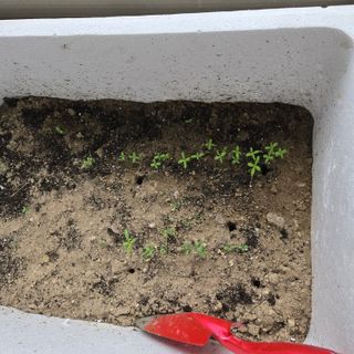 양배추21889님의 기타작물 · 영농일지 작성글 사진