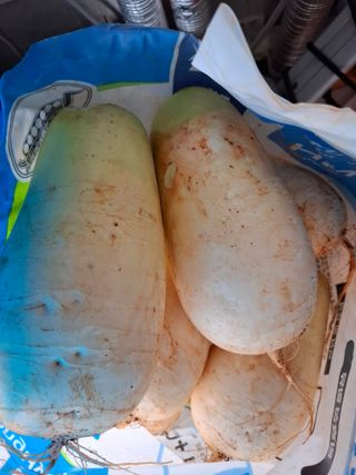 결단이님의 기타작물 · 영농일지 작성글 사진