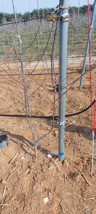 정석도님의 사과 · 영농일지 작성글 사진