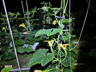 늘햇살팜 님의 기타작물 · 영농일지 작성글 사진