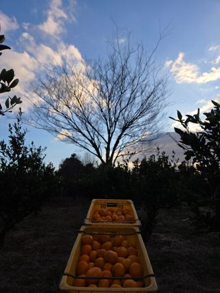산방자연농원님의 귤 · 영농일지 작성글 사진