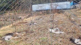 최용한님의 기타작물 · 영농일지 작성글 사진