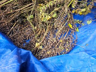 진정한농민되고싶다님의 들깨 · 영농일지 작성글 사진