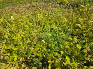 진정한농민되고싶다님의 들깨 · 영농일지 작성글 사진