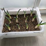 팜모닝 기타작물·영농일지 게시글 이미지