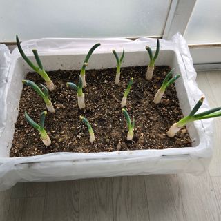 양배추21889님의 기타작물 · 영농일지 작성글 사진