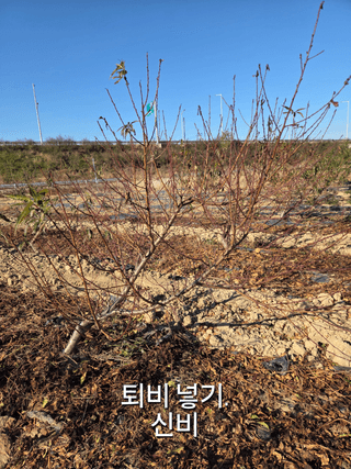 정영석님의 기타작물 · 영농일지 작성글 사진