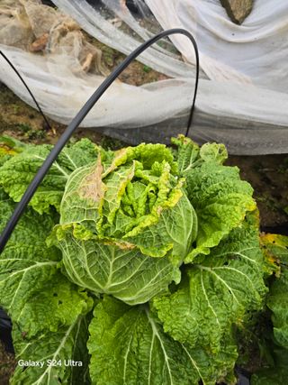 소병찬님의 배추 · 영농일지 작성글 사진