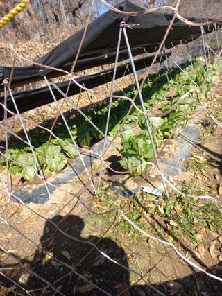 사과7907(정원)님의 배추 · 영농일지 작성글 사진