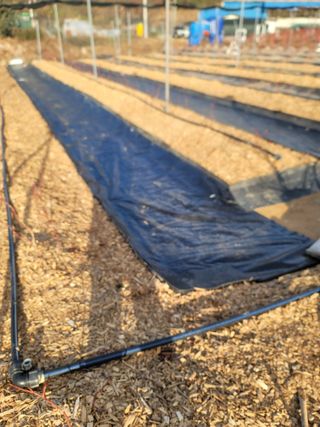 박치문님의 블루베리 · 영농일지 작성글 사진