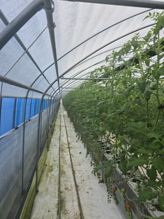 김호진님의 토마토 · 영농일지 작성글 사진