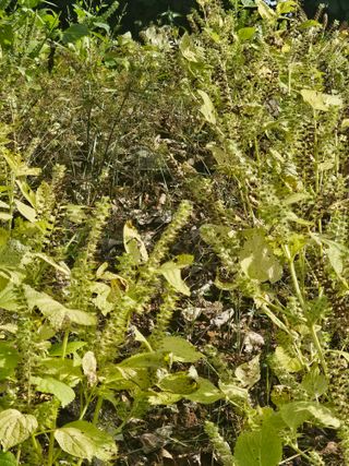 진정한농민되고싶다님의 들깨 · 영농일지 작성글 사진