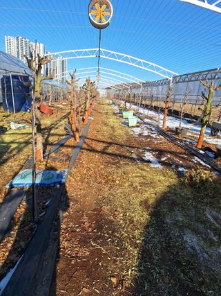 우주사과대추농장님의 기타작물 · 영농일지 작성글 사진