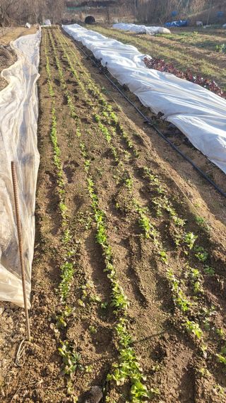 탱크로리유대식님의 상추 · 영농일지 작성글 사진